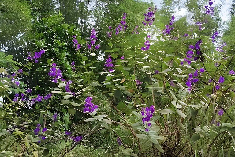 Chácara Morretes Arraial - Piscina e Rio