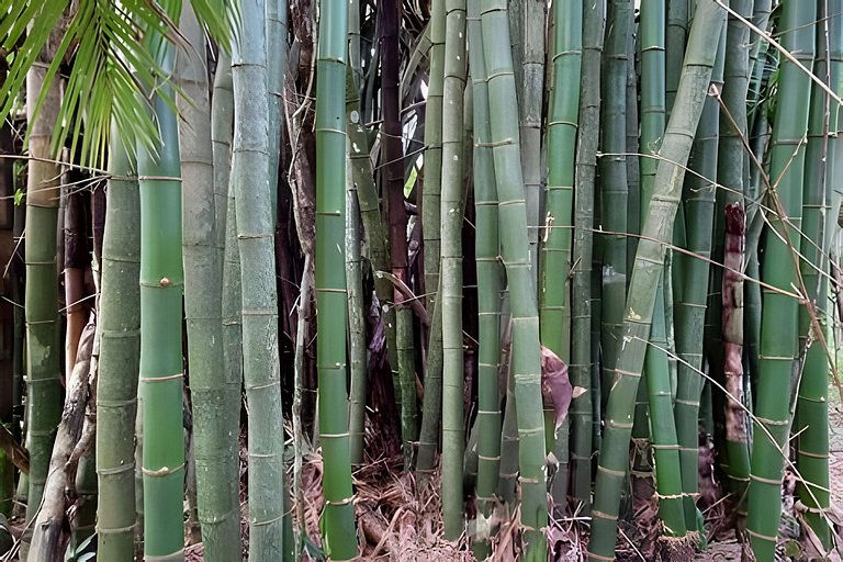 Vacation Nature Confort and Peace